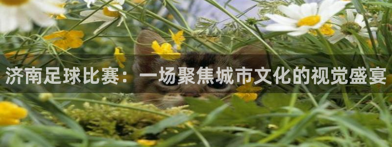  济南足球比赛：一场聚焦城市文化的视觉盛宴