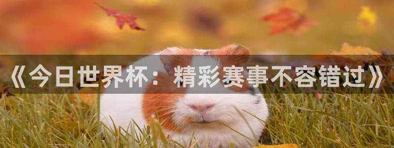 《今日世界杯：精彩赛事不容错过》